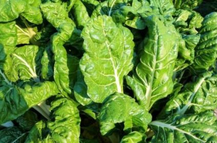 Hibridna semena povrća - "Pan Seed" Novi Sad