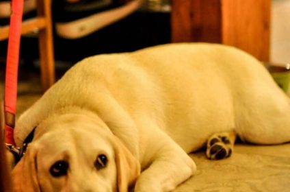 Restoran i apartmani Beograd