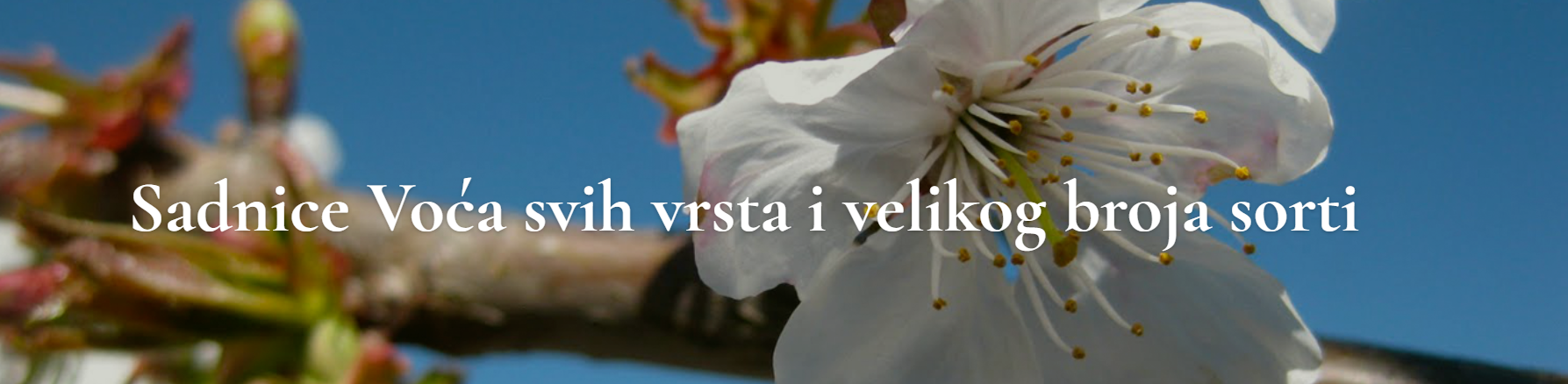 Kvalitetne sertifikovane sadnice voća iz Rasadnika Smiljković
