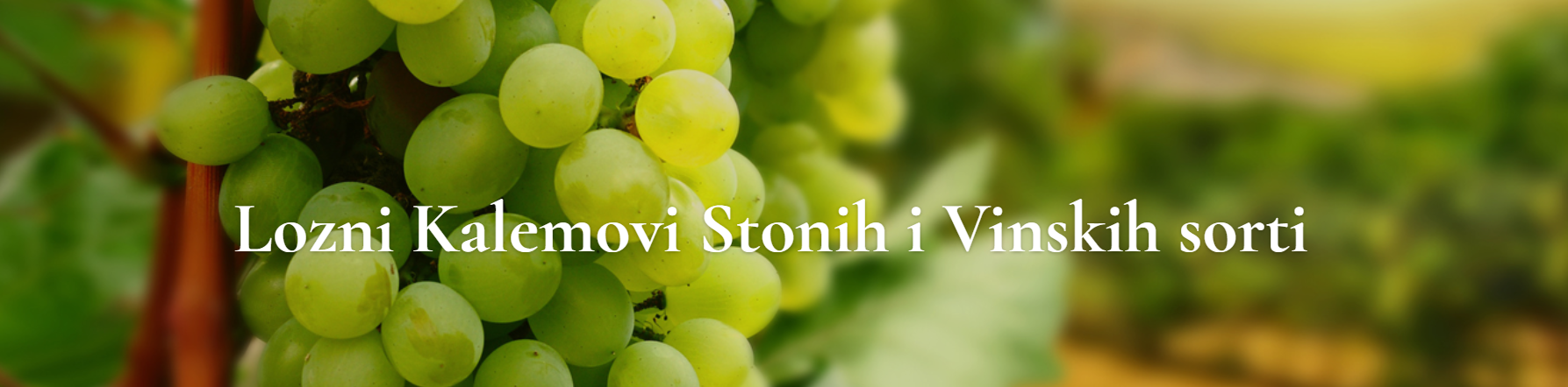 Kvalitetne sertifikovane sadnice voća iz Rasadnika Smiljković
